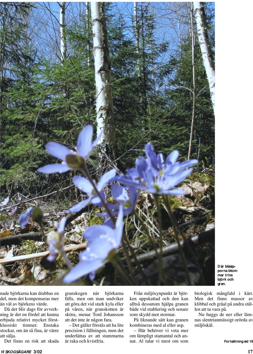 Det finns en risk att skada granskogen när björkarna fälls, men om man undviker att göra det vid stark kyla eller på våren, när granskotten är sköra, menar Tord Johansson att det inte är någon fara.