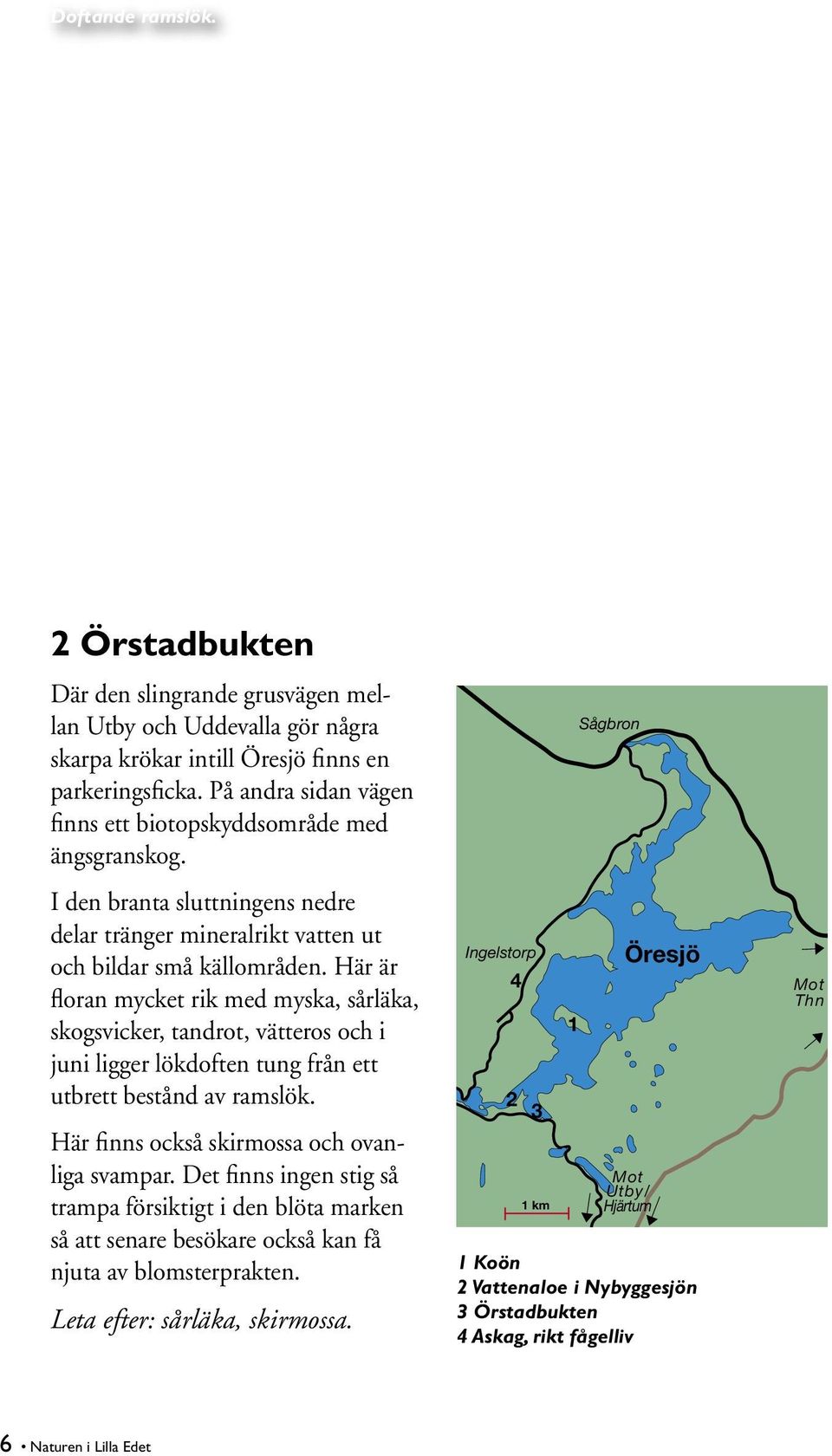 Här är floran mycket rik med myska, sårläka, skogsvicker, tandrot, vätteros och i juni ligger lökdoften tung från ett utbrett bestånd av ramslök. Här finns också skirmossa och ovanliga svampar.