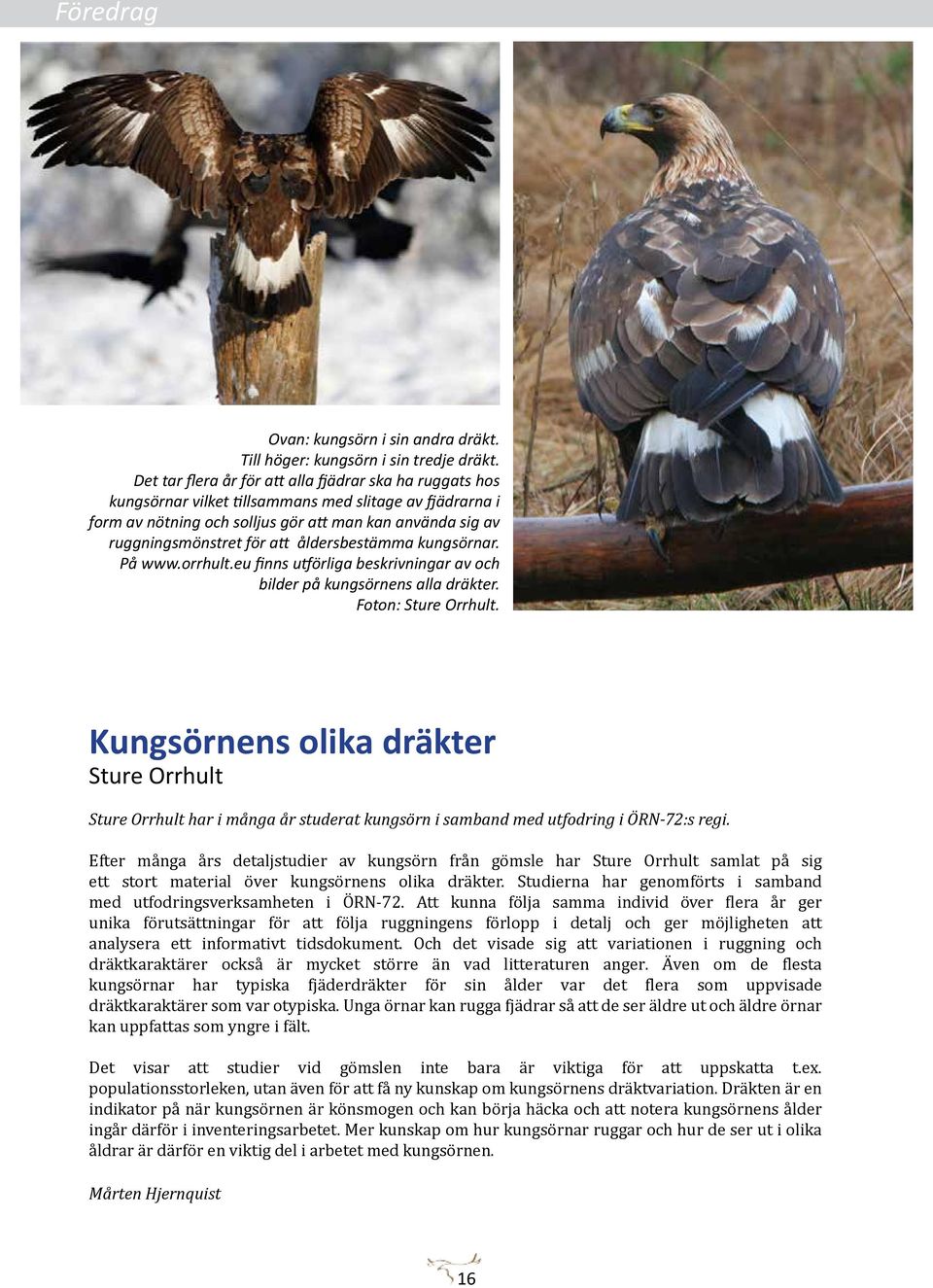 åldersbestämma kungsörnar. På www.orrhult.eu finns utförliga beskrivningar av och bilder på kungsörnens alla dräkter. Foton: Sture Orrhult.