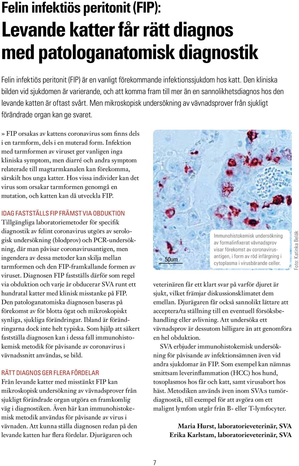 Men mikroskopisk undersökning av vävnadsprover från sjukligt förändrade organ kan ge svaret.» FIP orsakas av kattens coronavirus som finns dels i en tarmform, dels i en muterad form.