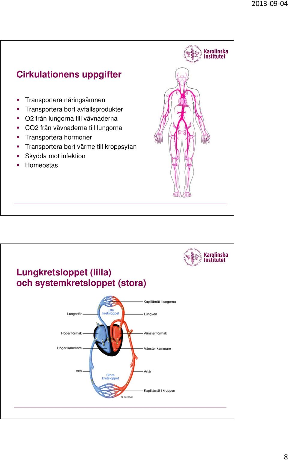 lungorna Transportera hormoner Transportera bort värme till kroppsytan