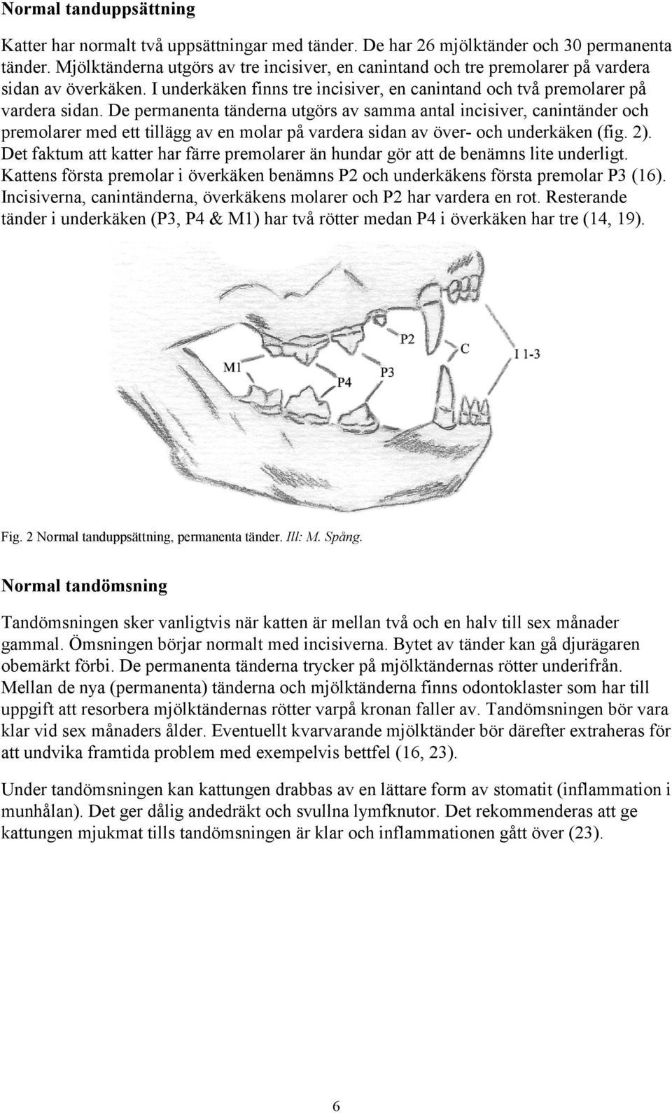 De permanenta tänderna utgörs av samma antal incisiver, canintänder och premolarer med ett tillägg av en molar på vardera sidan av över- och underkäken (fig. 2).