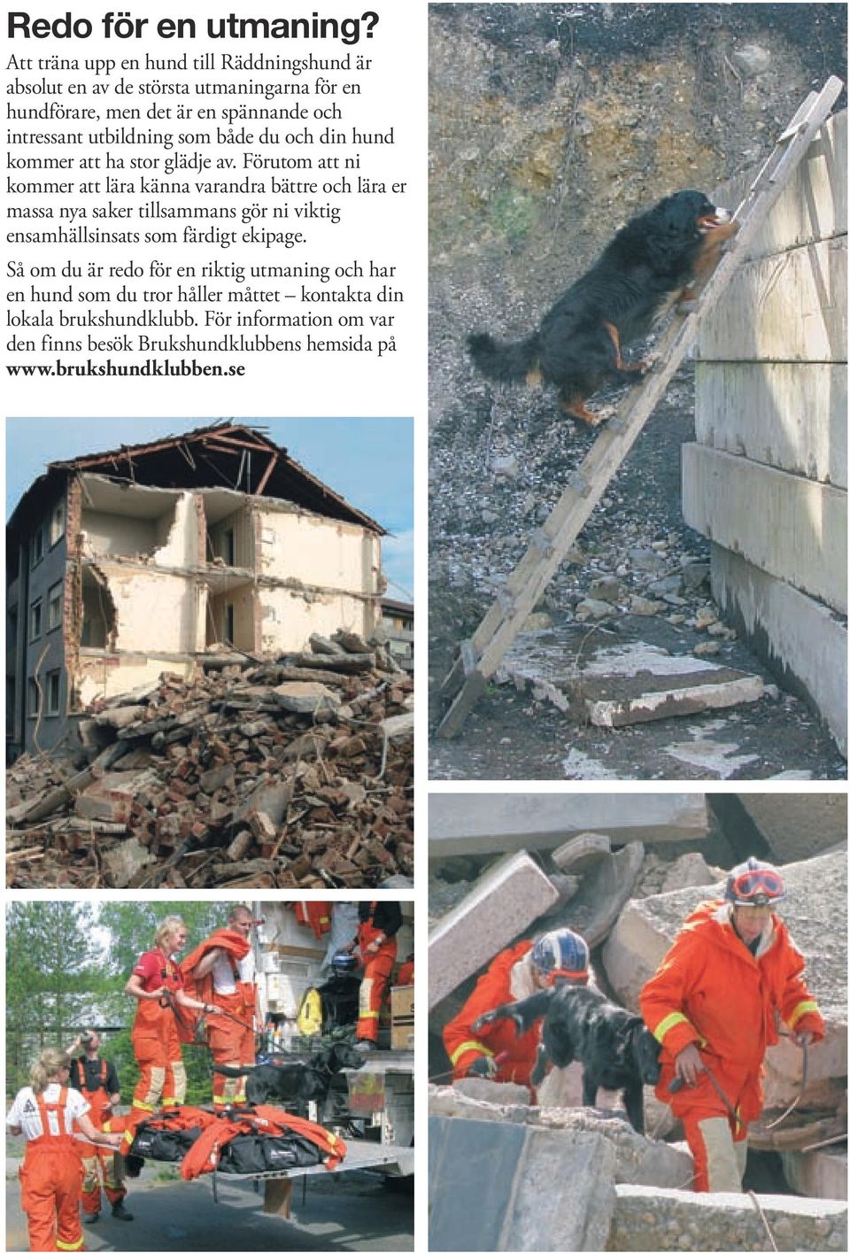 utbildning som både du och din hund kommer att ha stor glädje av.