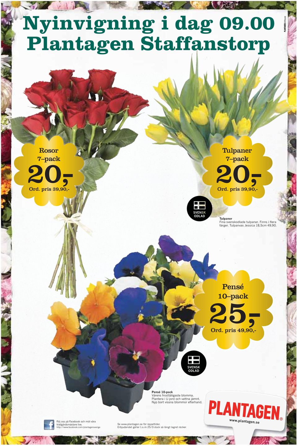pris 49,90,- Pensé 10-pack Vårens frosttåligaste blomma. Plantera i U-jord och vattna jämnt. Nyp bort vissna blommor efterhand.