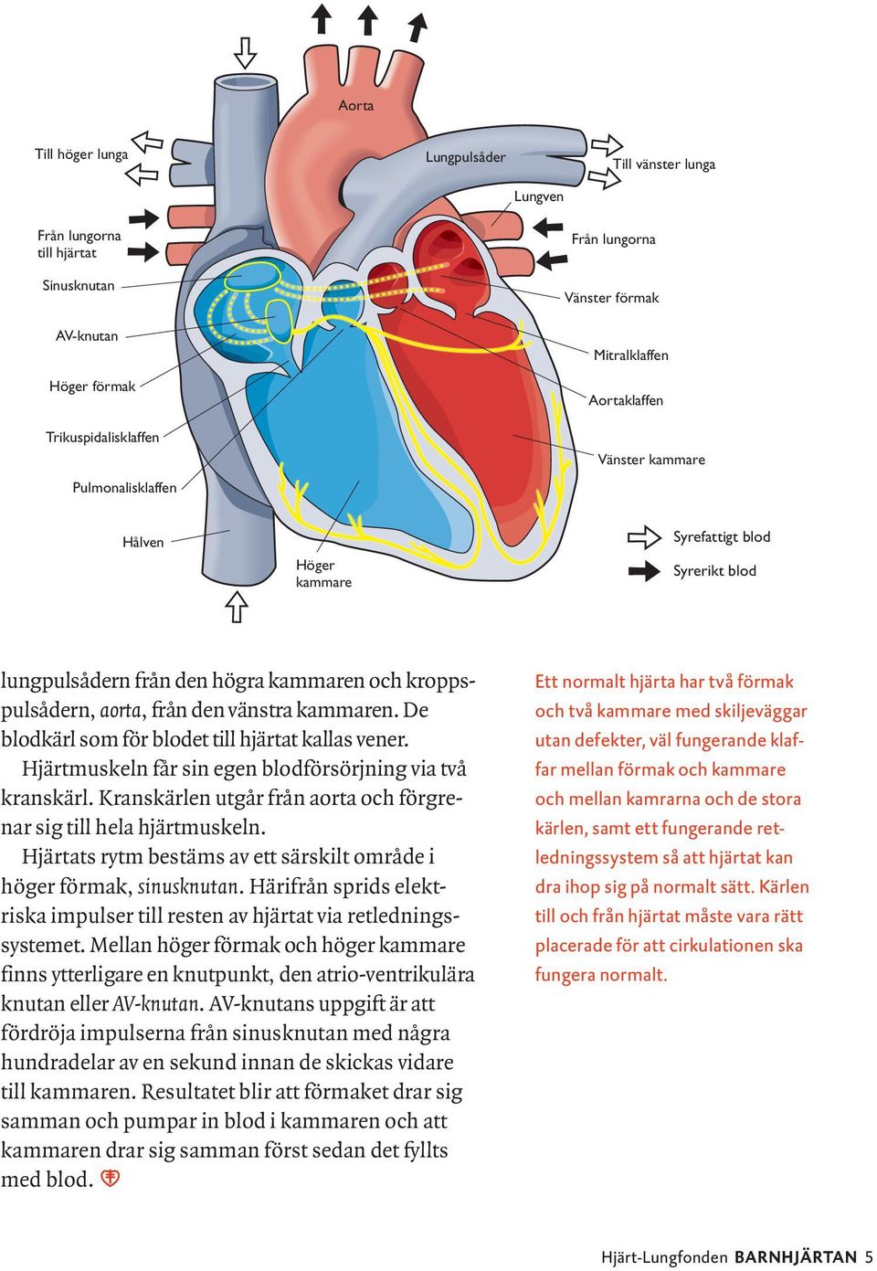 De blodkärl som för blodet till hjärtat kallas vener. Hjärtmuskeln får sin egen blodförsörjning via två kranskärl. Kranskärlen utgår från aorta och förgrenar sig till hela hjärtmuskeln.