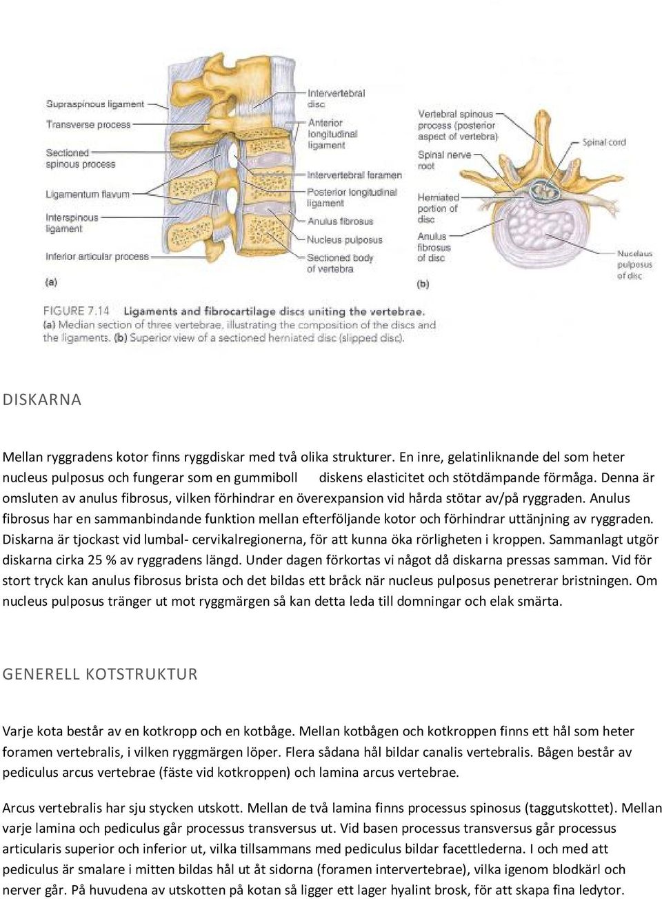 Denna är omsluten av anulus fibrosus, vilken förhindrar en överexpansion vid hårda stötar av/på ryggraden.