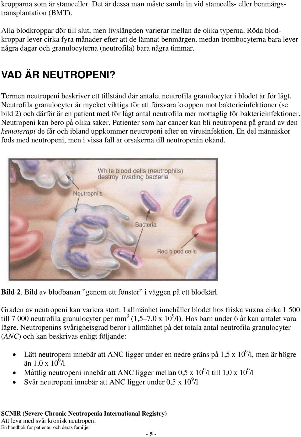 Termen neutropeni beskriver ett tillstånd där antalet neutrofila granulocyter i blodet är för lågt.