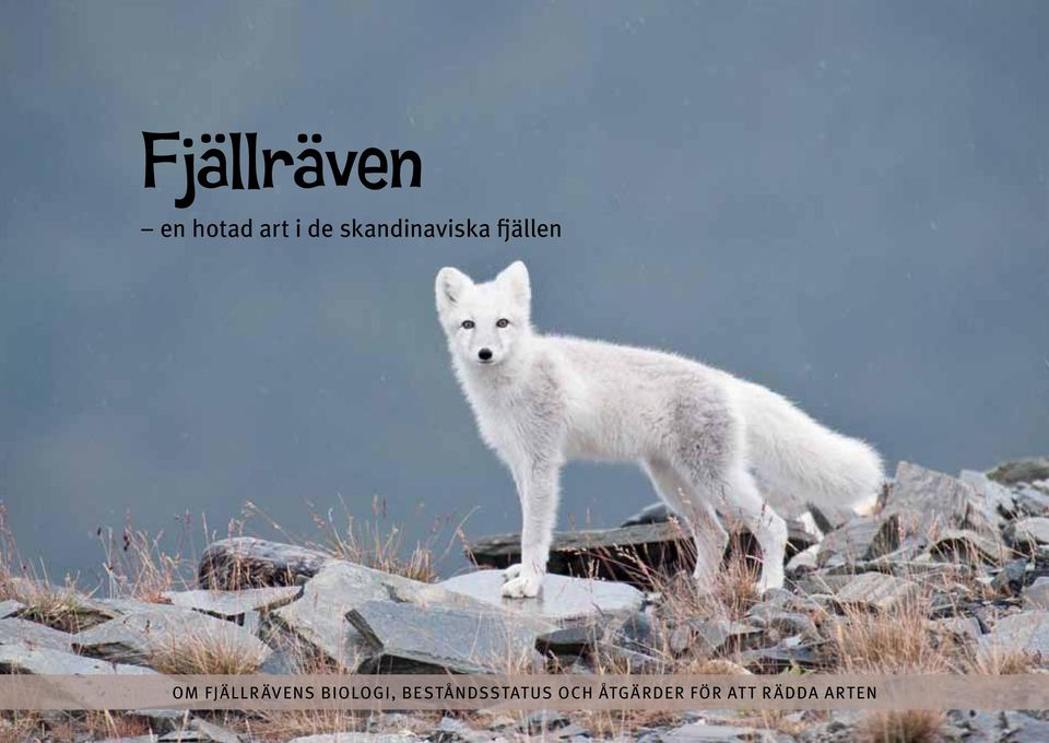 FJÄLLRÄVENS BIOLOGI,