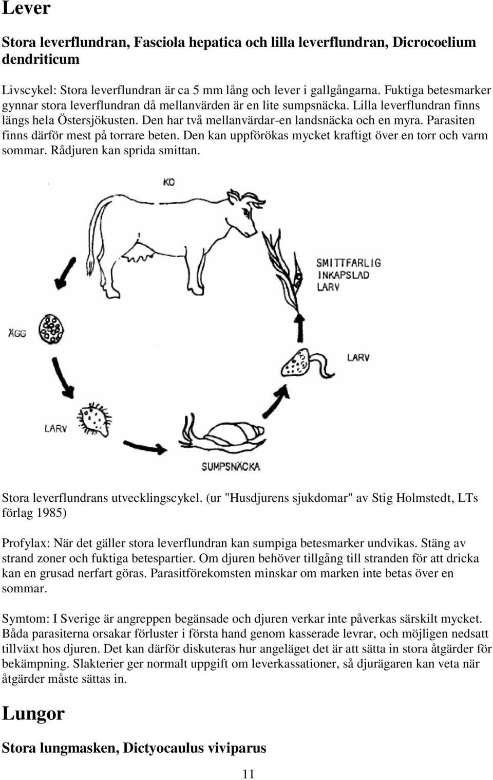 Parasiten finns därför mest på torrare beten. Den kan uppförökas mycket kraftigt över en torr och varm sommar. Rådjuren kan sprida smittan. Stora leverflundrans utvecklingscykel.