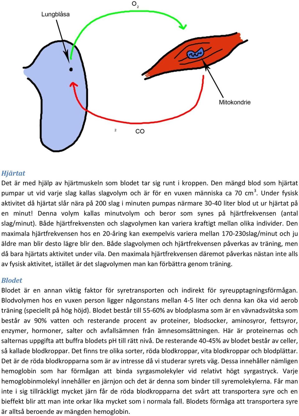 Denna volym kallas minutvolym och beror som synes på hjärtfrekvensen (antal slag/minut). Både hjärtfrekvensten och slagvolymen kan variera kraftigt mellan olika individer.