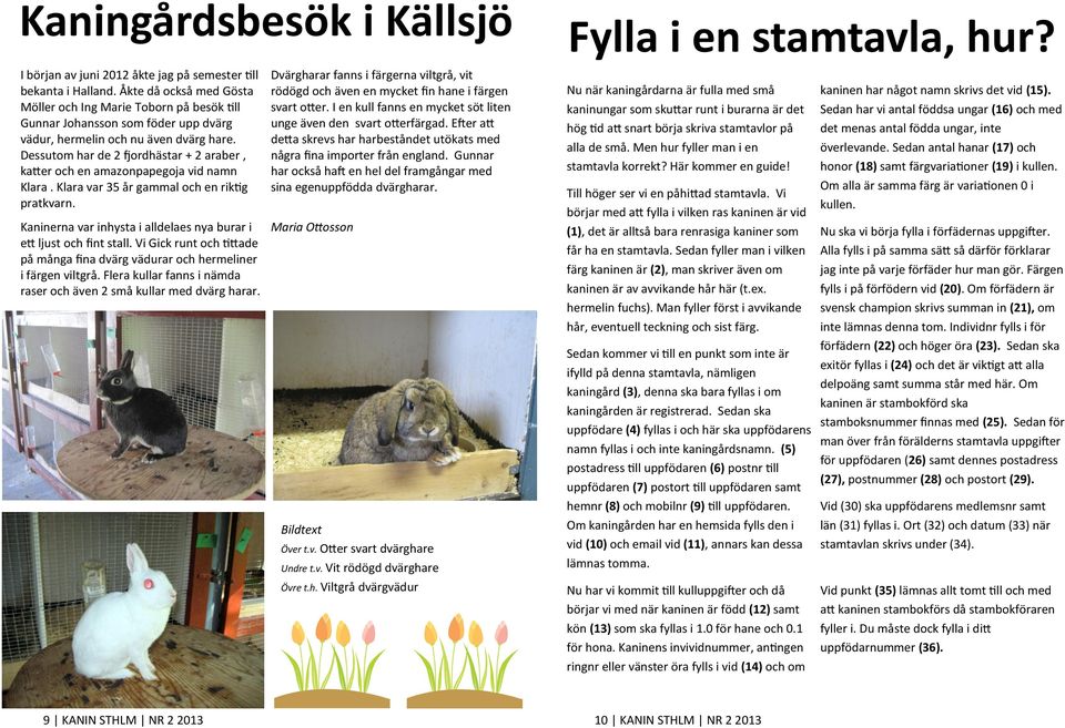 Dessutom har de 2 fjordhästar + 2 araber, katter och en amazonpapegoja vid namn Klara. Klara var 35 år gammal och en riktig pratkvarn.