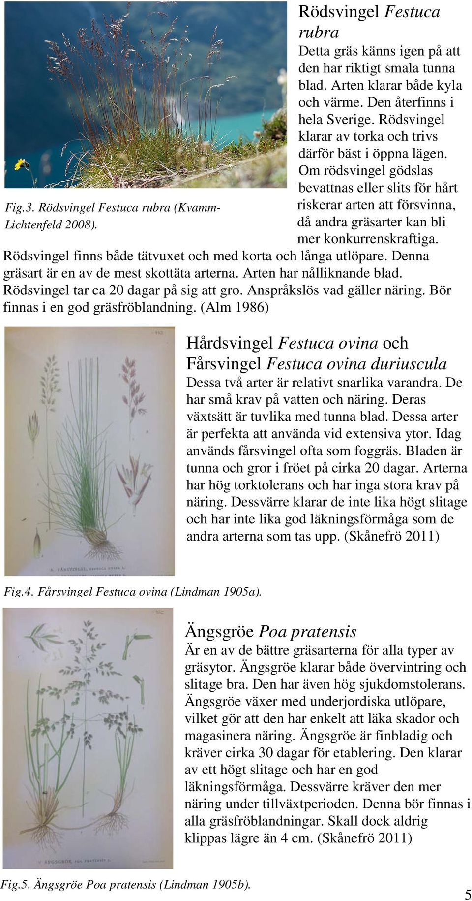 Om rödsvingel gödslas bevattnas eller slits för hårt riskerar arten att försvinna, då andra gräsarter kan bli mer konkurrenskraftiga. Rödsvingel finns både tätvuxet och med korta och långa utlöpare.