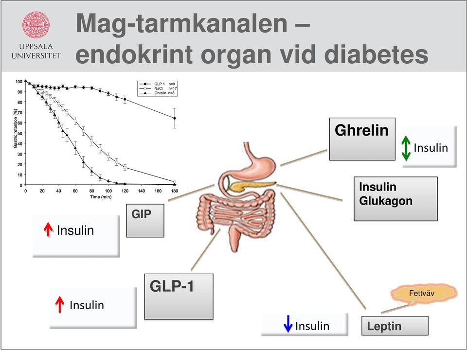 Insulin GIP Insulin Glukagon