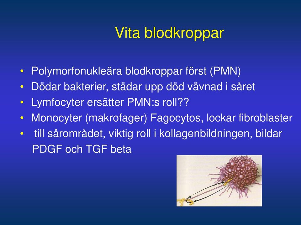 roll?? Monocyter (makrofager) Fagocytos, lockar fibroblaster till