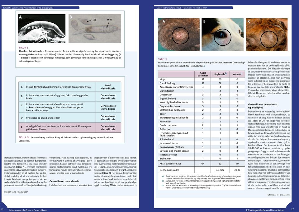 10 - Oktober 2007 Figur 2 Hundens hårsækmide Demodex canis. Denne mide er cigarformet og har 4 par korte ben (A scanningselektronmikroskopisk billede). Således har den tilpasset sig livet i en hårsæk.