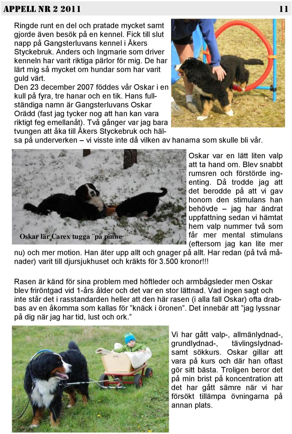 Den 23 december 2007 föddes vår Oskar i en kull på fyra, tre hanar och en tik. Hans fullständiga namn är Gangsterluvans Oskar Orädd (fast jag tycker nog att han kan vara riktigt feg emellanåt).