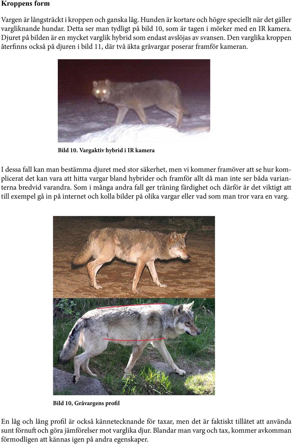 Den varglika kroppen återfinns också på djuren i bild 11, där två äkta gråvargar poserar framför kameran. Bild 10.