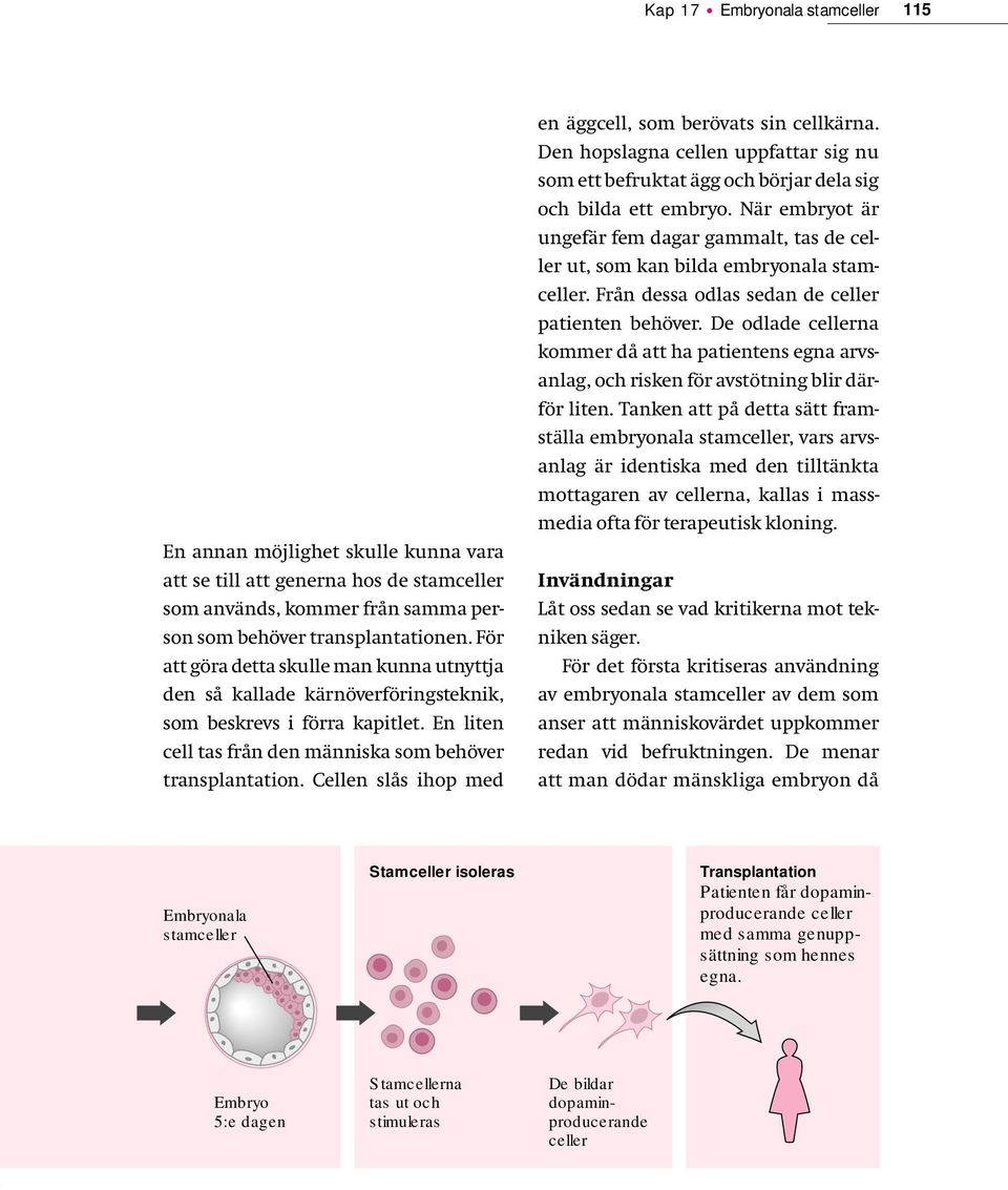 Cellen slås ihop med en äggcell, som berövats sin cellkärna. Den hopslagna cellen uppfattar sig nu som ett befruktat ägg och börjar dela sig och bilda ett embryo.