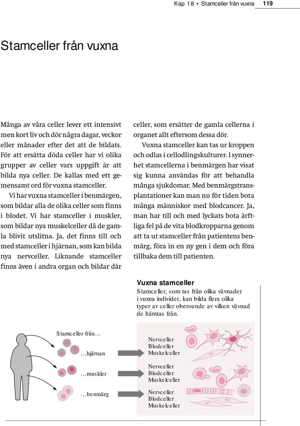 Vi har vuxna stamceller i benmärgen, som bildar alla de olika celler som finns i blodet. Vi har stamceller i muskler, som bildar nya muskelceller då de gamla blivit utslitna.