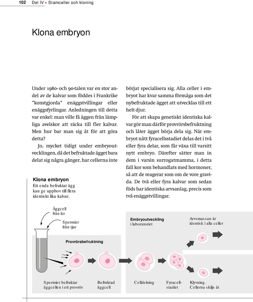 Jo, mycket tidigt under embryoutvecklingen, då det befruktade ägget bara delat sig några gånger, har cellerna inte Klona embryon Ett enda befruktat ägg kan ge upphov till flera identiskt lika kalvar.