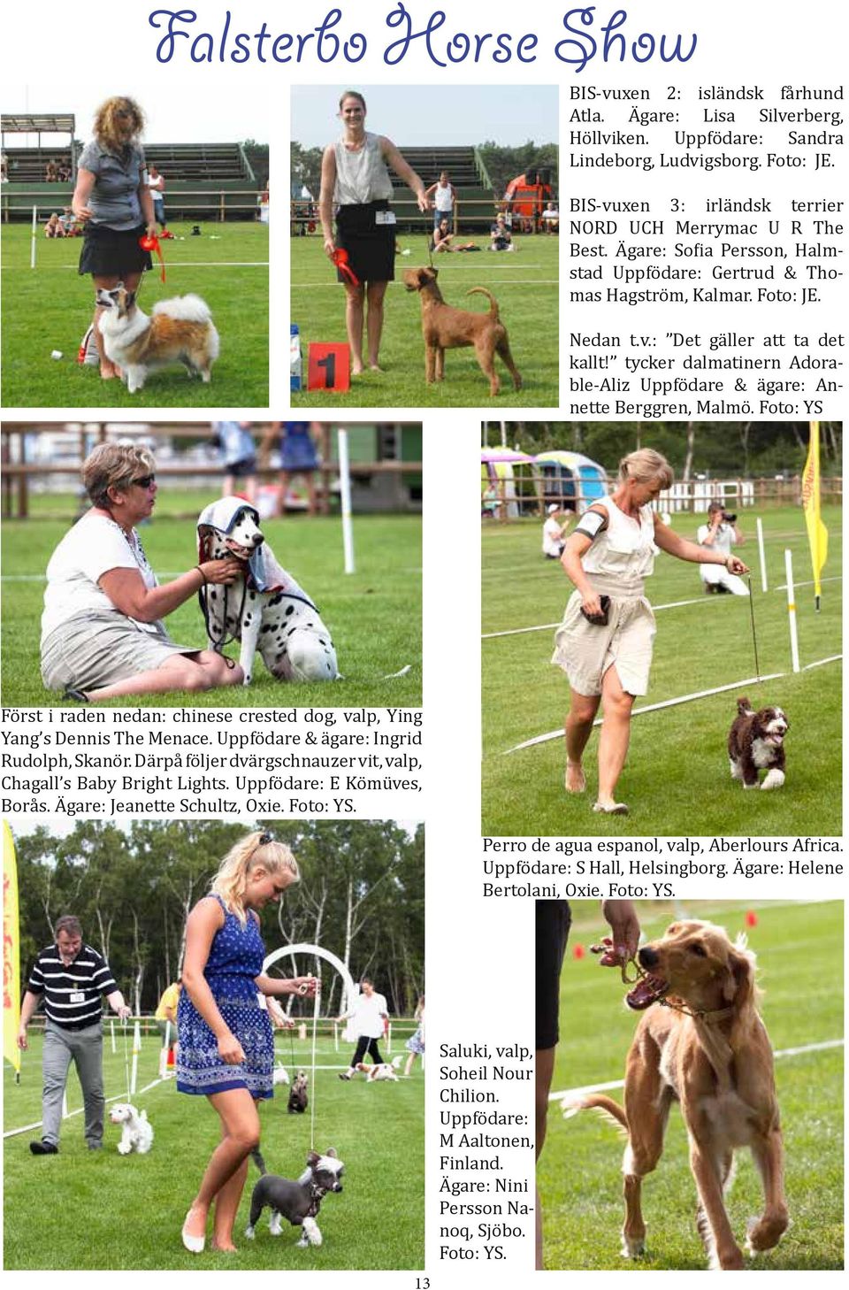 tycker dalmatinern Adorable-Aliz Uppfödare & ägare: Annette Berggren, Malmö. Foto: YS Först i raden nedan: chinese crested dog, valp, Ying Yang s Dennis The Menace.