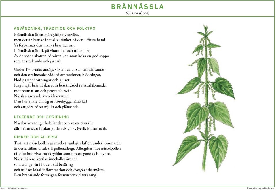 Idag ingår brännäslan som beståndsdel i naturläkemedel mot reumatism och prostatabesvär. Nässlan används även i hårvatten.