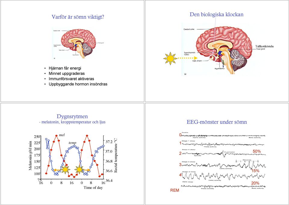aktiveras Uppbyggande hormon insöndras Pns Dygnsrytmen - melatonin, kroppstemperatur och ljus