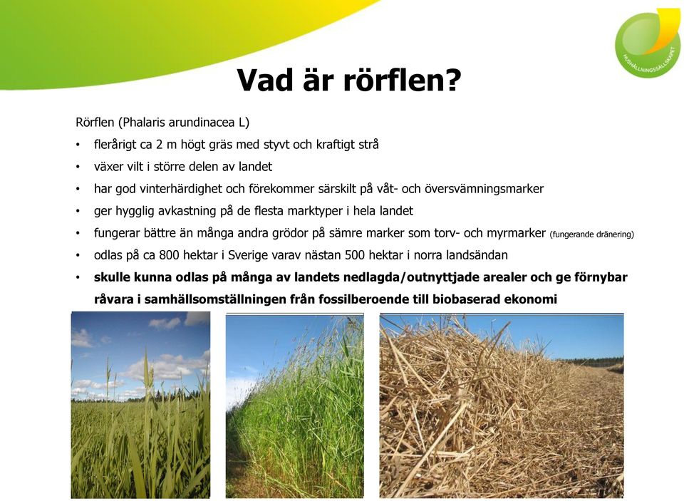 förekommer särskilt på våt- och översvämningsmarker ger hygglig avkastning på de flesta marktyper i hela landet fungerar bättre än många andra grödor på