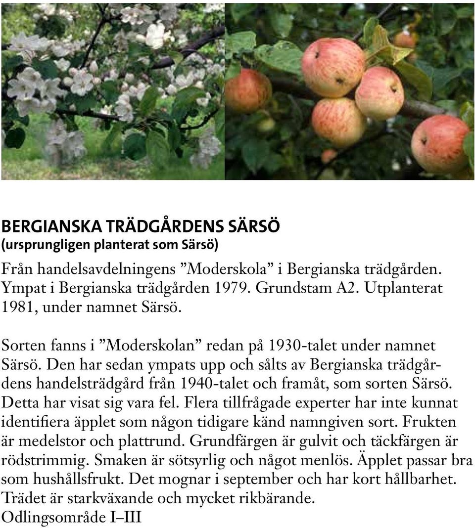 Den har sedan ympats upp och sålts av Bergianska trädgårdens handelsträdgård från 1940-talet och framåt, som sorten Särsö. Detta har visat sig vara fel.