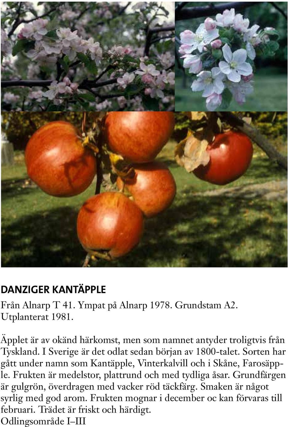 Sorten har gått under namn som Kantäpple, Vinterkalvill och i Skåne, Farosäpple. Frukten är medelstor, plattrund och med tydliga åsar.
