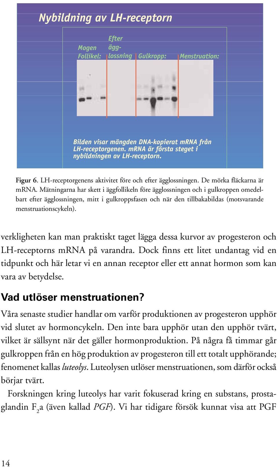 verkligheten kan man praktiskt taget lägga dessa kurvor av progesteron och LH-receptorns mrna på varandra.