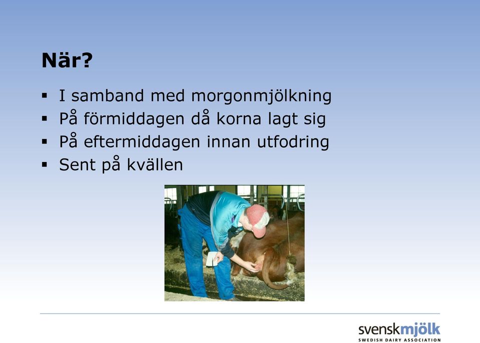 förmiddagen då korna lagt