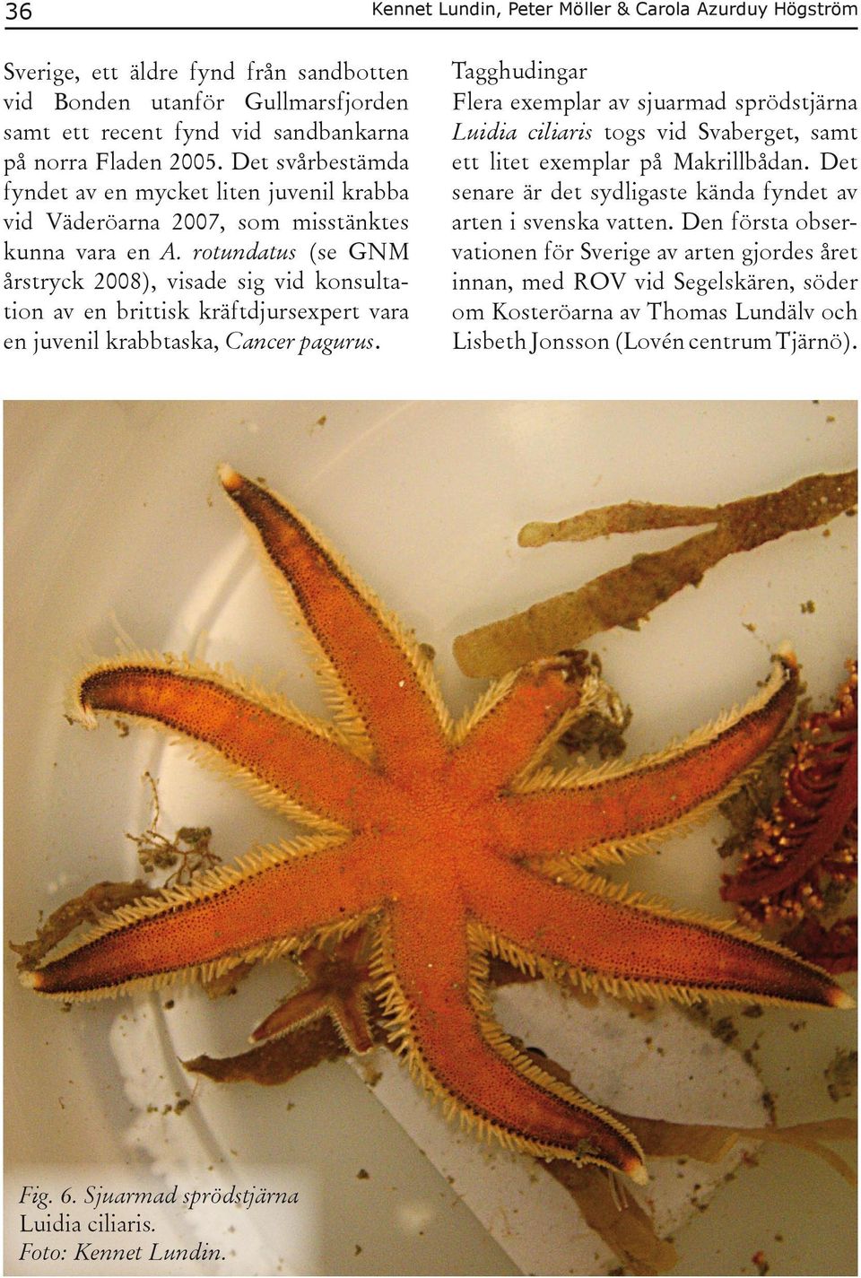 rotundatus (se GNM årstryck 2008), visade sig vid konsultation av en brittisk kräftdjursexpert vara en juvenil krabbtaska, Cancer pagurus.
