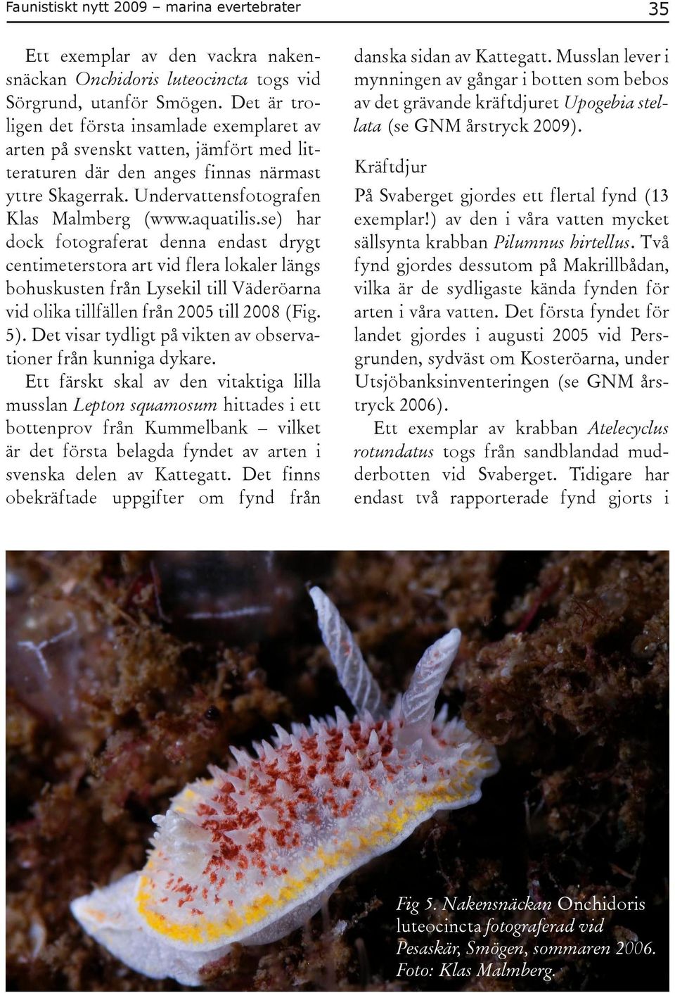 se) har dock fotograferat denna endast drygt centimeterstora art vid flera lokaler längs bohuskusten från Lysekil till Väderöarna vid olika tillfällen från 2005 till 2008 (Fig. 5).