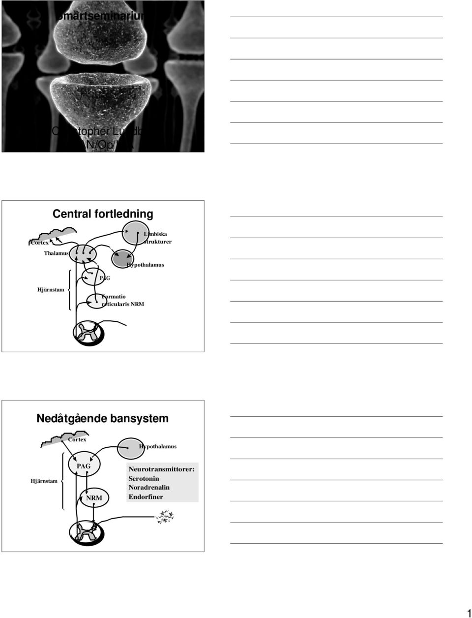 Formatio reticularis NRM Nedåtgående bansystem Cortex Hypothalamus