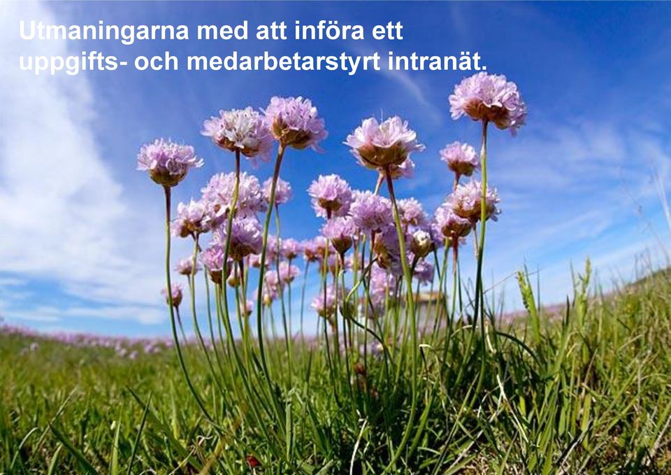 intranät.   intranät.