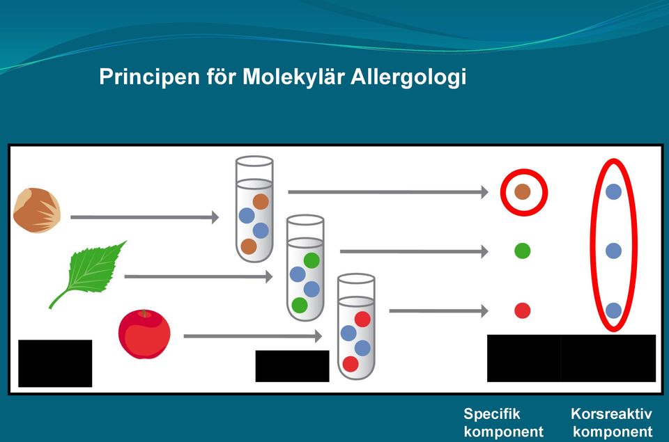 Allergologi