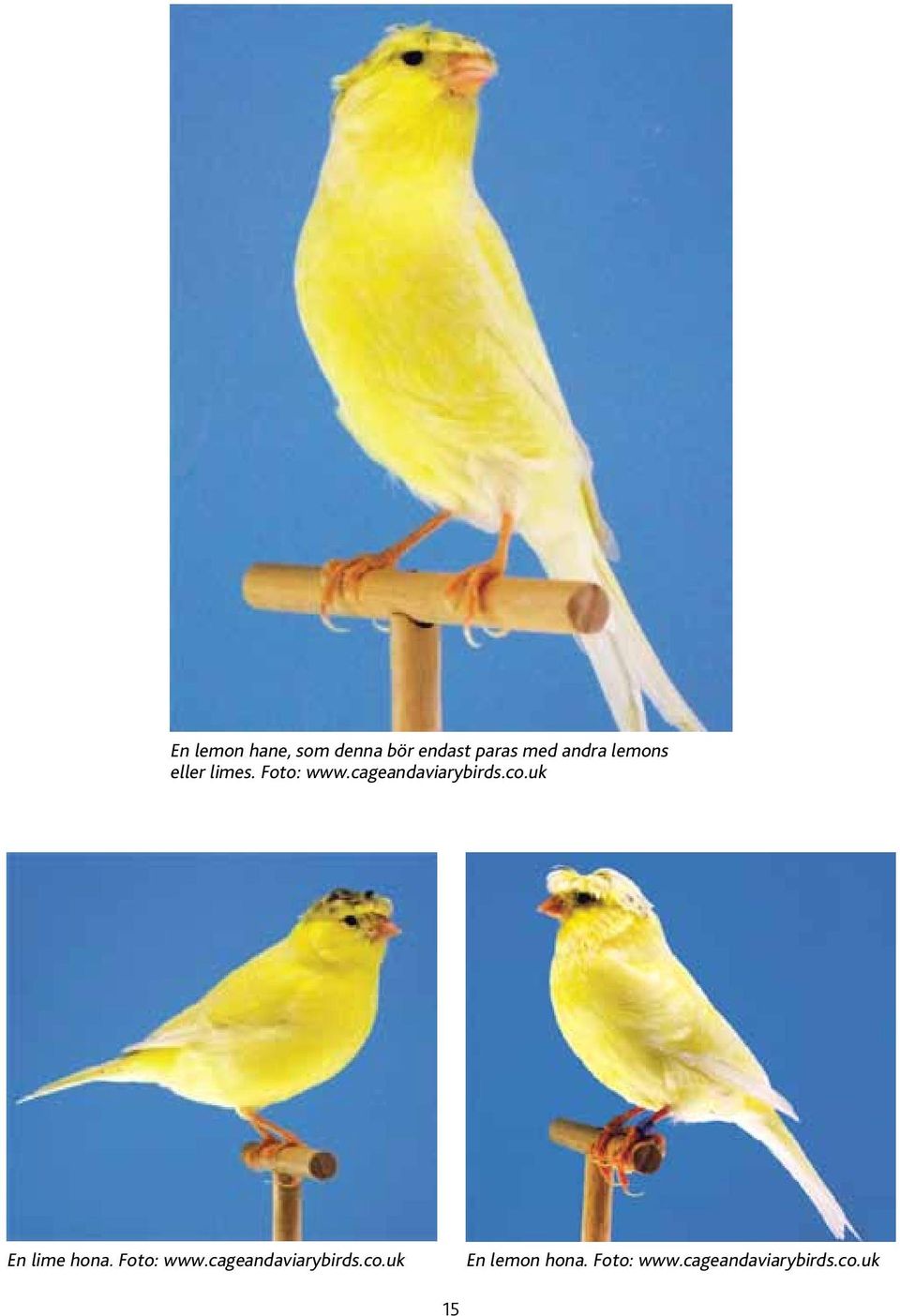 uk En lime hona. Foto: www.cageandaviarybirds.co.