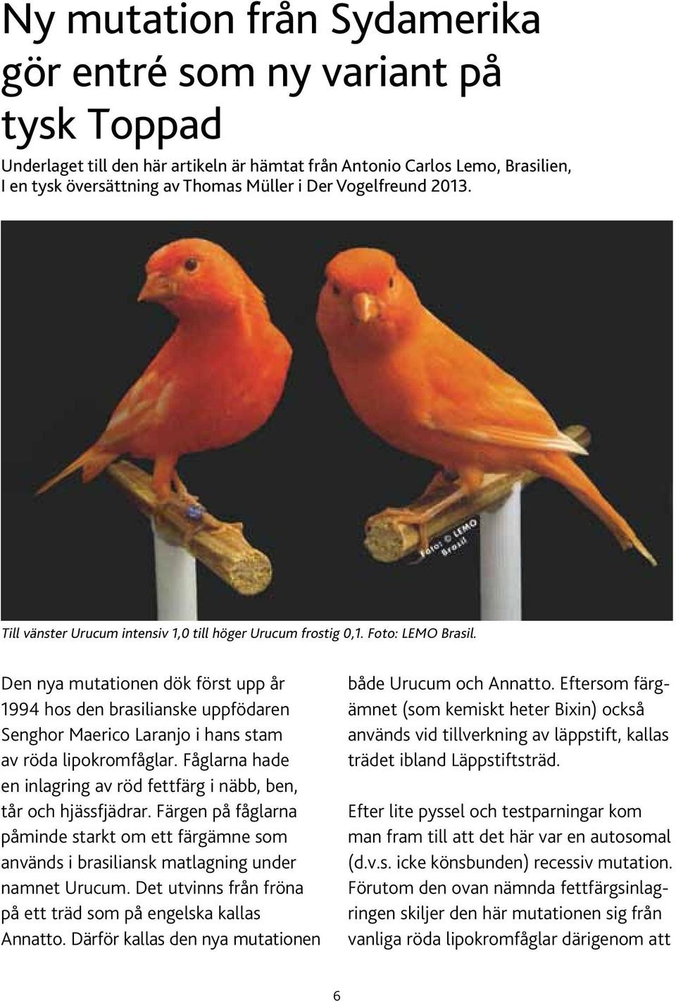 Den nya mutationen dök först upp år 1994 hos den brasilianske uppfödaren Senghor Maerico Laranjo i hans stam av röda lipokromfåglar.