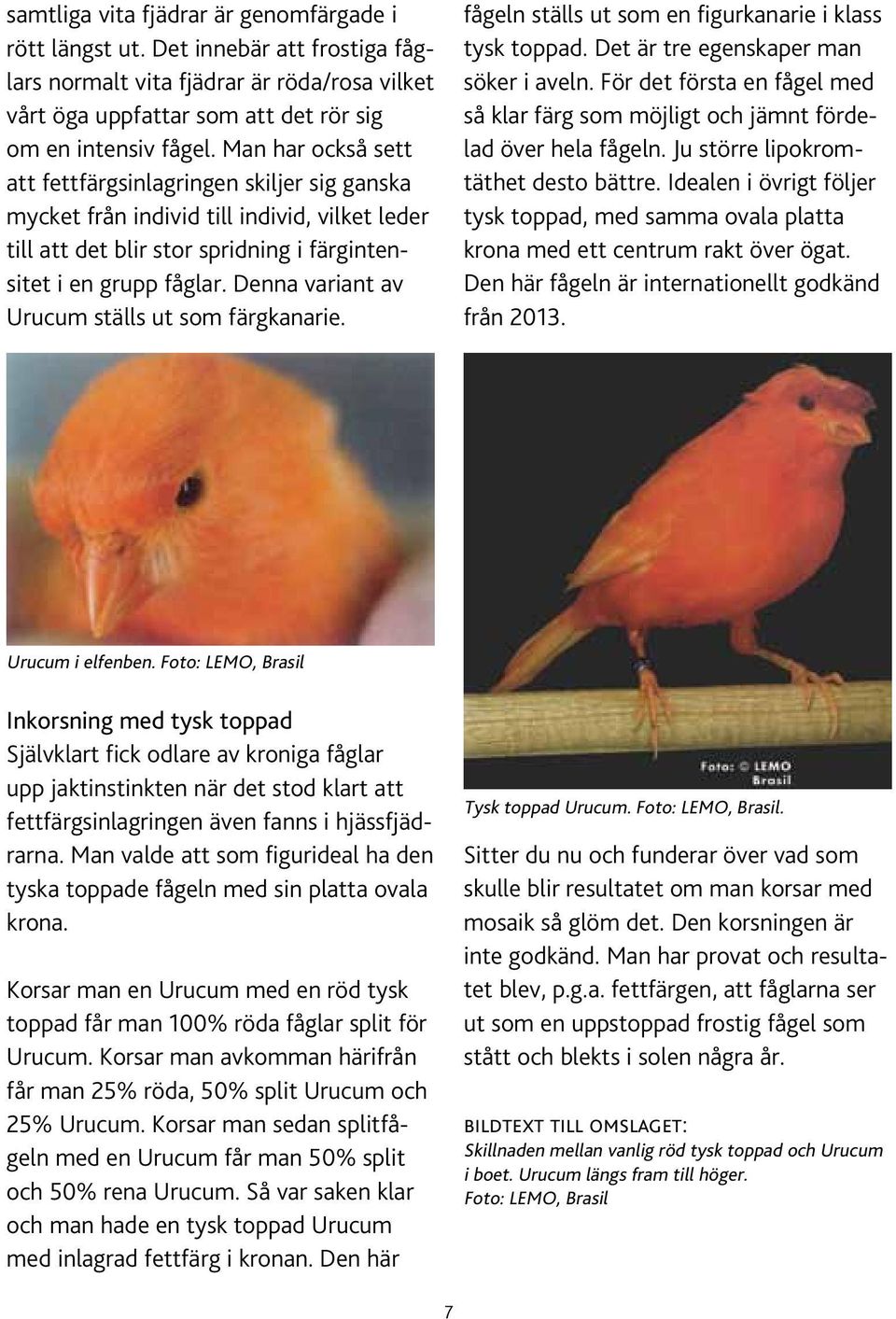Denna variant av Urucum ställs ut som färgkanarie. fågeln ställs ut som en figurkanarie i klass tysk toppad. Det är tre egenskaper man söker i aveln.