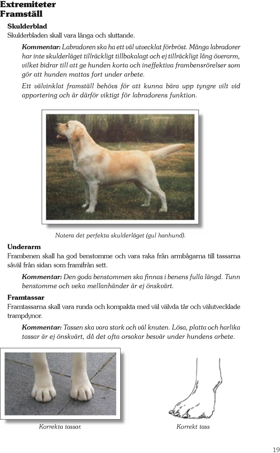 fort under arbete. Ett välvinklat framställ behövs för att kunna bära upp tyngre vilt vid apportering och är därför viktigt för labradorens funktion. Notera det perfekta skulderläget (gul hanhund).