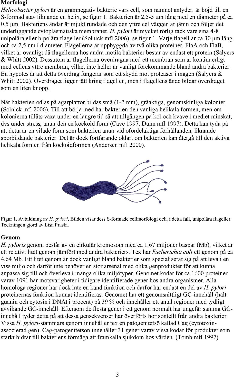 pylori är mycket rörlig tack vare sina 4-8 unipolära eller bipolära flageller (Solnick mfl 2006), se figur 1. Varje flagell är ca 30 µm lång och ca 2,5 nm i diameter.