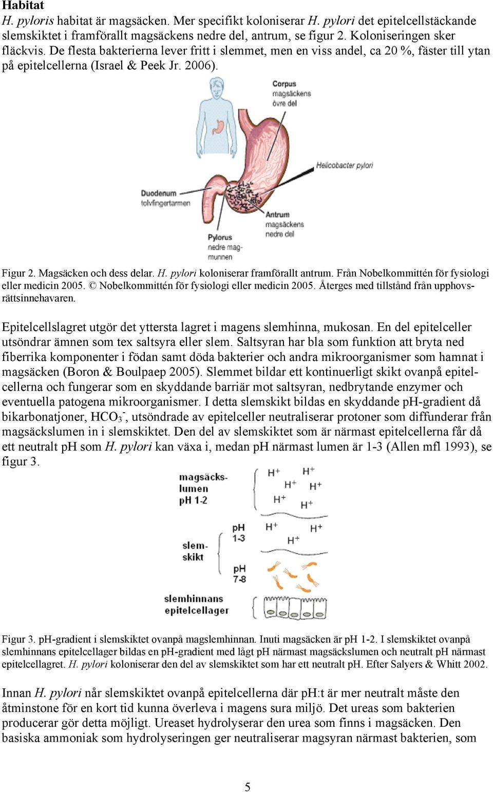 pylori koloniserar framförallt antrum. Från Nobelkommittén för fysiologi eller medicin 2005. Nobelkommittén för fysiologi eller medicin 2005. Återges med tillstånd från upphovsrättsinnehavaren.