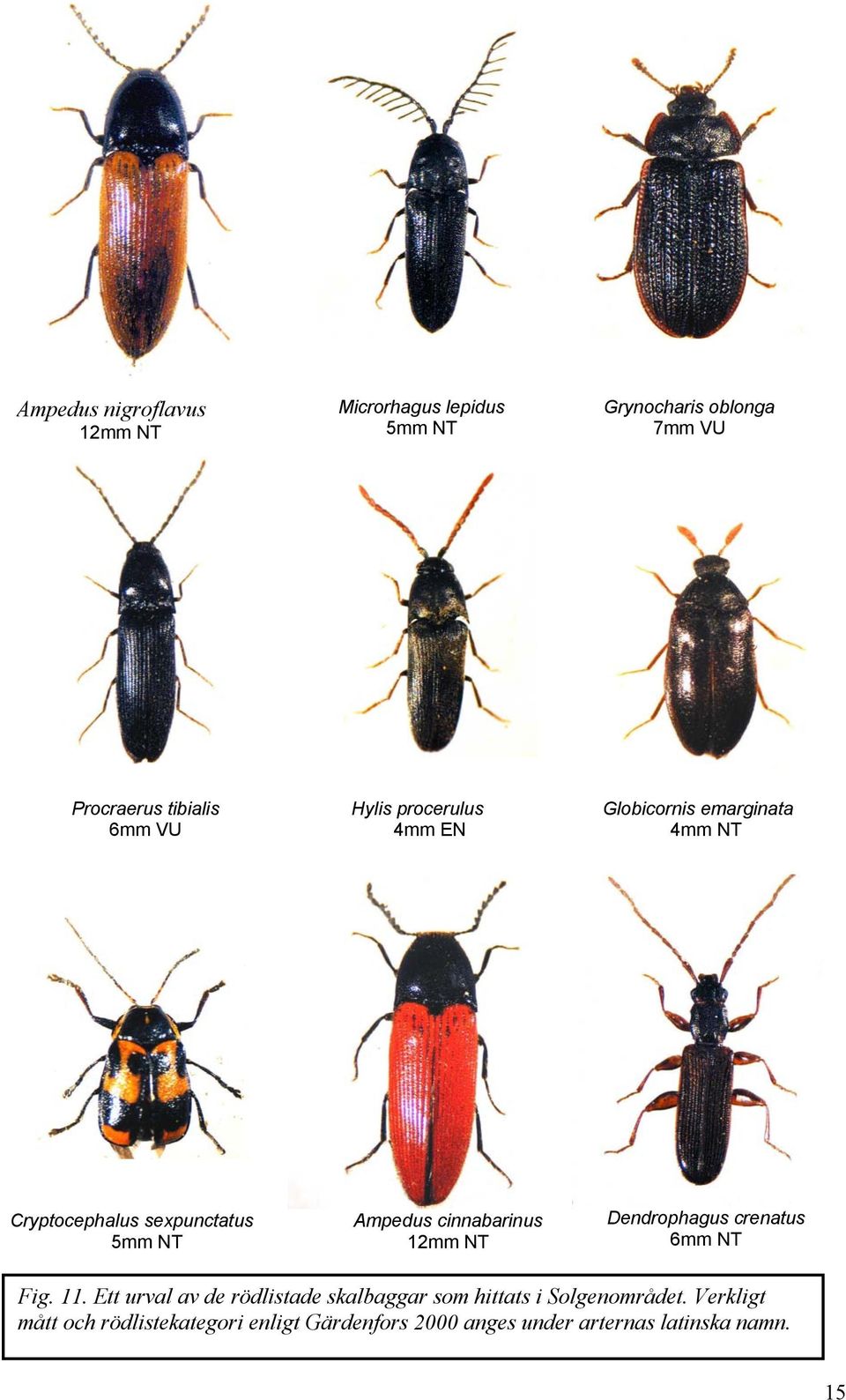 cinnabarinus 12mm NT Dendrophagus crenatus 6mm NT Fig. 11.