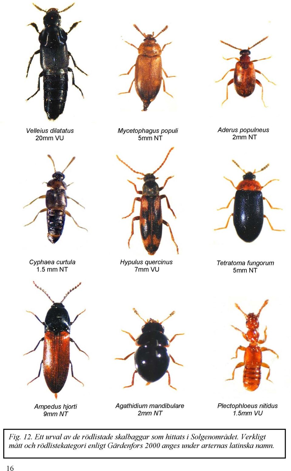 mandibulare 2mm NT Plectophloeus nitidus 1.5mm VU Fig. 12.