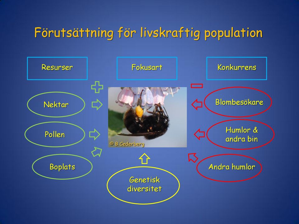 Blombesökare Pollen B Cederberg Humlor &