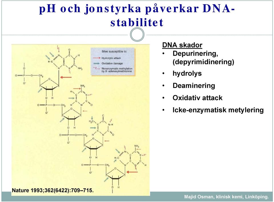 hydrolys Deaminering Oxidativ attack