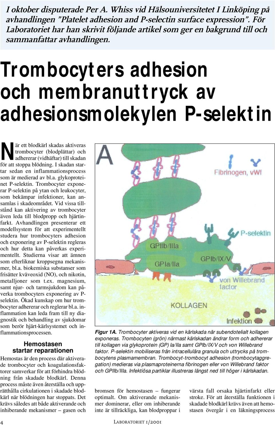 Trombocyters adhesion och membranuttryck av adhesionsmolekylen P-selektin När ett blodkärl skadas aktiveras trombocyter (blodplättar) och adhererar (vidhäftar) till skadan för att stoppa blödning.