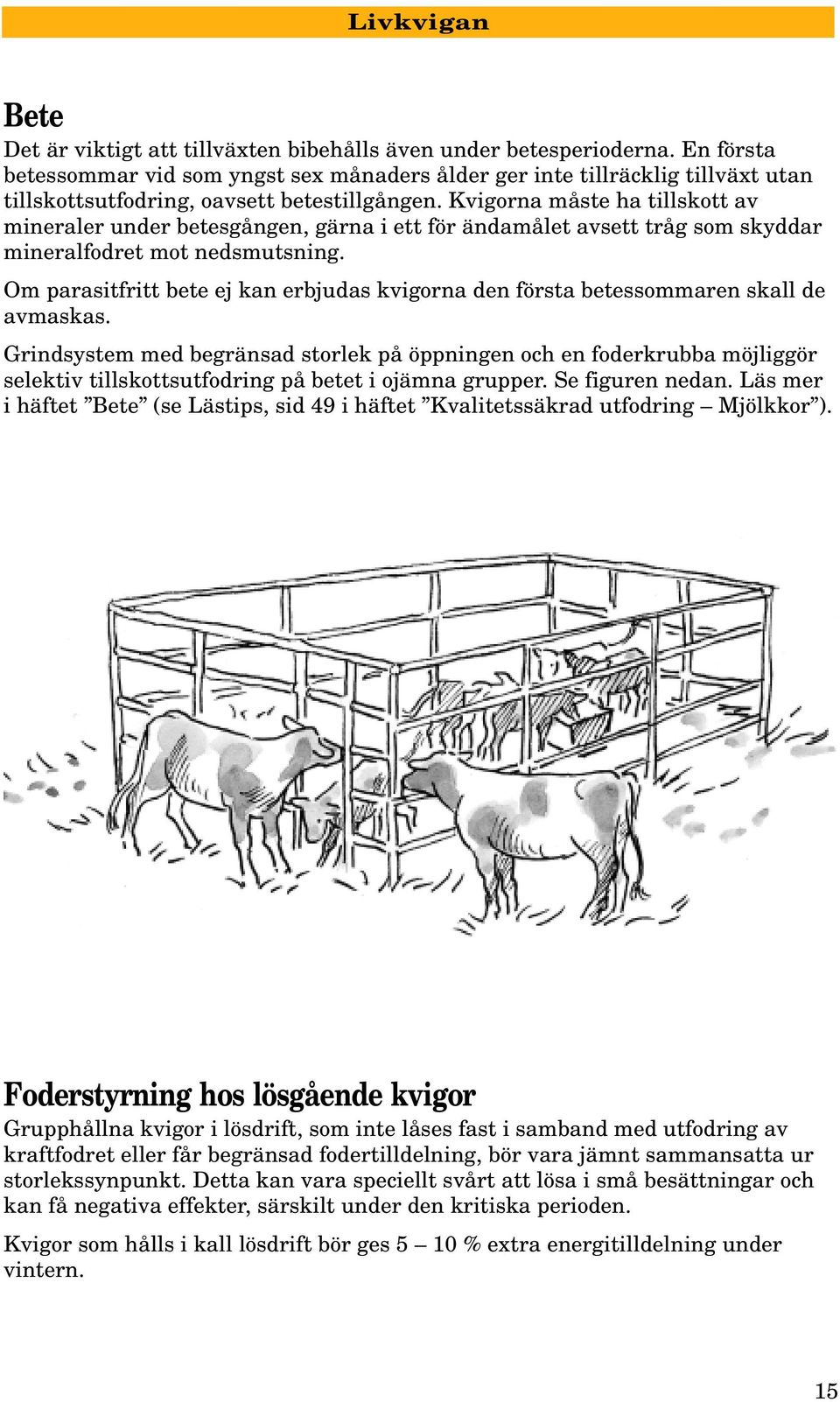 Kvigorna måste ha tillskott av mineraler under betesgången, gärna i ett för ändamålet avsett tråg som skyddar mineralfodret mot nedsmutsning.