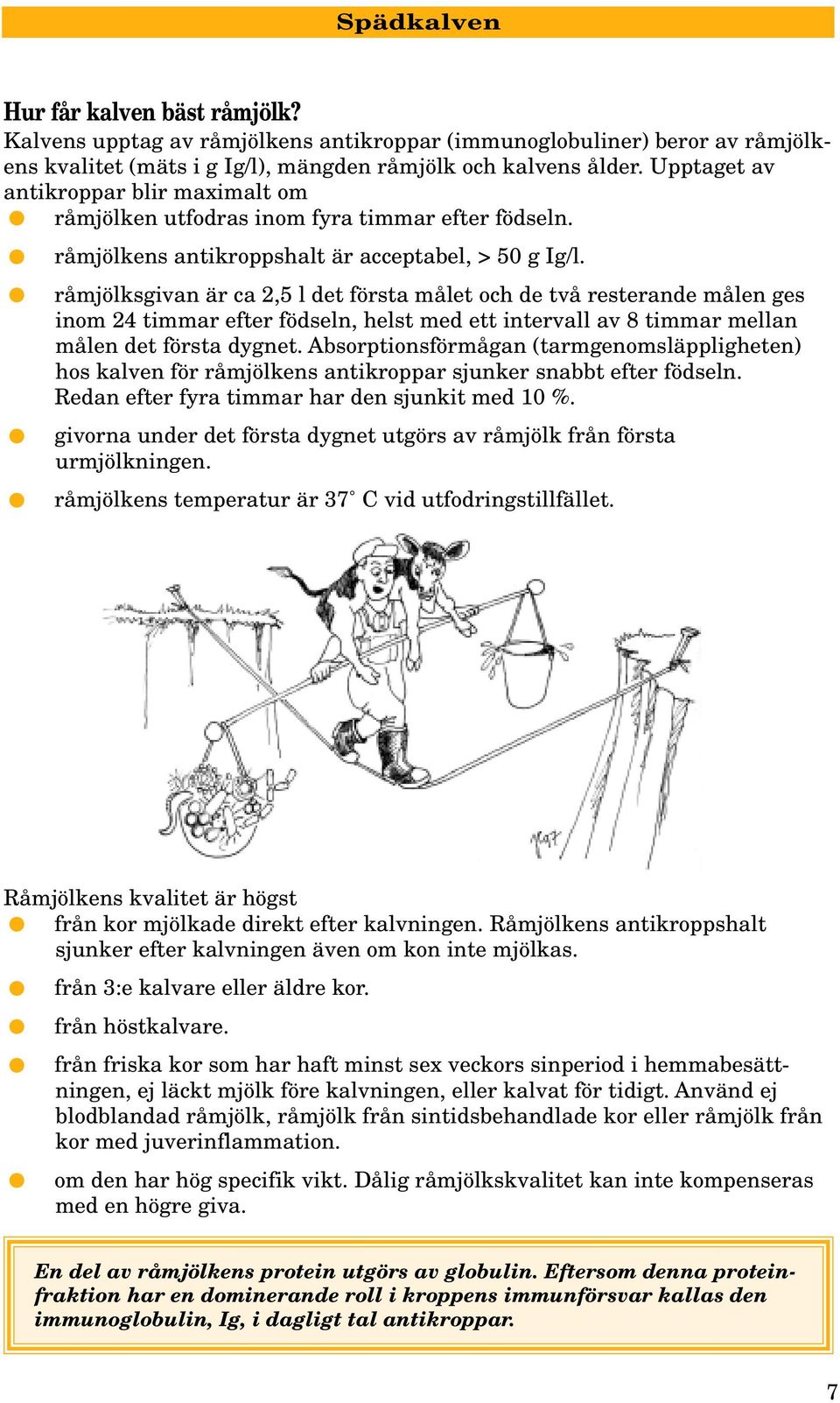 råmjölksgivan är ca 2,5 l det första målet och de två resterande målen ges inom 24 timmar efter födseln, helst med ett intervall av 8 timmar mellan målen det första dygnet.